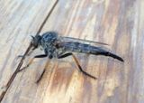 Neoitamus Robber Fly species