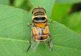 Palpada agrorum; Syrphid Fly species; female