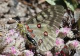 Parnassius clodius; Clodius Parnassian