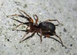 Phrurotimpus Guardstone Spider species