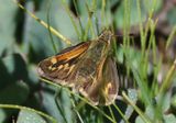 Polites sabuleti; Sandhill Skipper; female