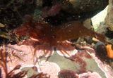Stout Shrimp