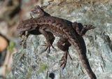 Western Fence Lizard 