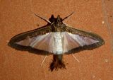 5204 - Diaphania hyalinata; Melonworm Moth