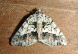 6311 - Macaria graphidaria; Geometrid Moth species 