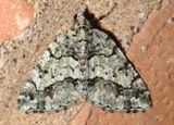 6311 - Macaria graphidaria; Geometrid Moth species