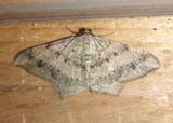 6332 - Psamatodes abydata; Dot-lined Angle