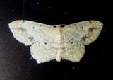 7152 - Scopula compensata; Geometrid Moth species