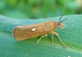 8121 - Virbia aurantiaca; Orange Virbia
