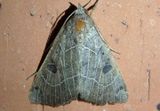8498 - Isogona scindens; Owlet Moth species