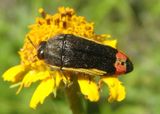 Acmaeodera flavomarginata; Metallic Wood-boring Beetle species