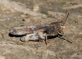 Arphia simplex; Plains Yellow-winged Grasshopper