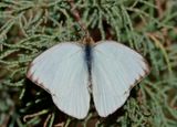 Ascia monuste; Great Southern White