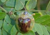 Coptocycla texana; Anacua Tortoise Beetle