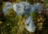 Dysidea etheria; Sponge species