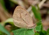 Eurema daira; Barred Yellow; winter form