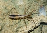 Fitchia aptera; Assassin Bug species