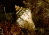 Florida Rock Shell