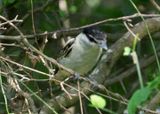 Gray-collared Becard; young male 