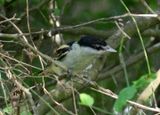 Gray-collared Becard; young male