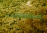 Great Barracuda