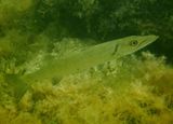 Great Barracuda