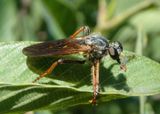 Heteropogon Robber Fly species