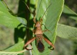 Hyalymenus tarsatus; Texas Bow-legged Bug 