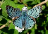 Lasaia sula; Blue Metalmark; male