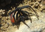Latrodectus Widow Spider species