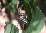 Leucauge argyrobapta; Long-jawed Orbweaver species; female