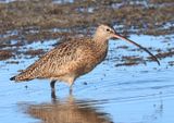 Long-billed Curlew 