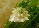 Longspine Starsnail