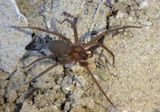 Loxosceles Brown Spider species