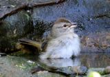 Olive Sparrow