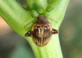Ora texana; Texas Flea Marsh Beetle