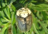 Physonota alutacea; Wild Olive Tortoise Beetle