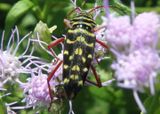 Placosternus difficilis; Mesquite Borer