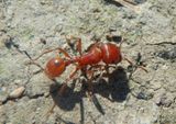 Pogonomyrmex Harvester Ant species