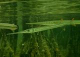 Redfin Needlefish