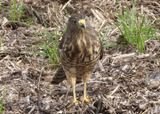Roadside Hawk; juvenile 