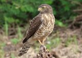 Roadside Hawk; juvenile 
