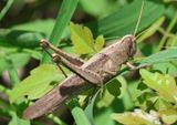 Schistocerca impleta; Bird Grasshopper species