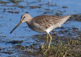 Short-billed Dowitcher; basic 