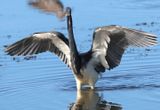 Tricolored Heron; basic