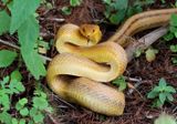 Yellow Rat Snake 