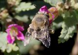 Anthophora californica; California Digger Bee