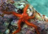 Angular Brittle Star