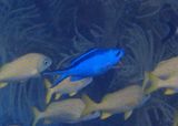 Blue Chromis 