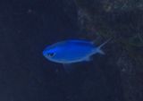 Blue Chromis 